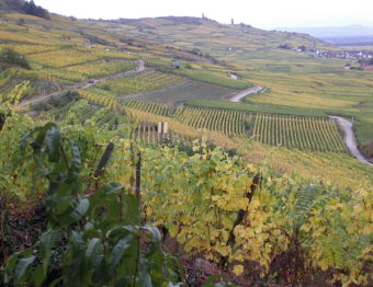 Where You Should Go On a Wine Tour In France